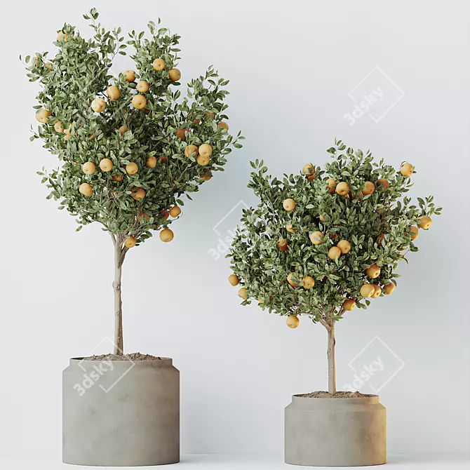 Calamondin Citrus Fruit Tree Set 3D model image 3