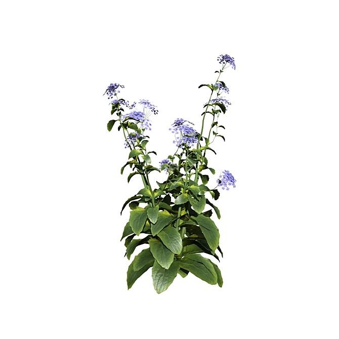 Meadow Wildflower 3D Models 3D model image 3