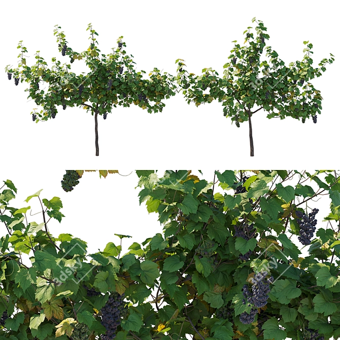 Grape Vine 3D Model Kit 3D model image 1