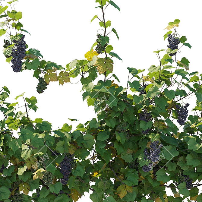 Grape Vine 3D Model Kit 3D model image 3