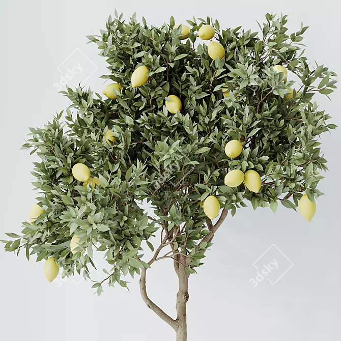 Lemon Calamondin Tree Houseplant 3D model image 2