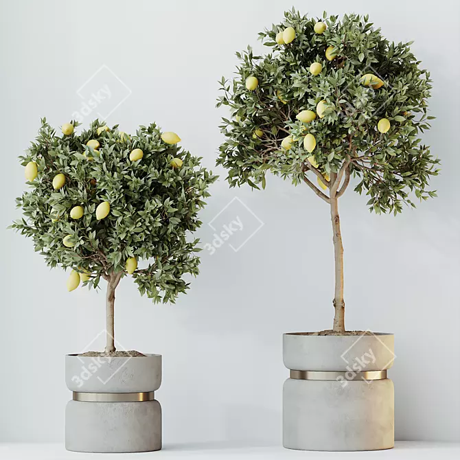 Lemon Calamondin Tree Houseplant 3D model image 3