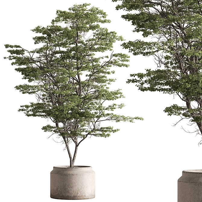 Pot Tree Outdoors Plant Unique 3D model image 3