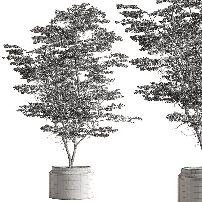 Pot Tree Outdoors Plant Unique 3D model image 2