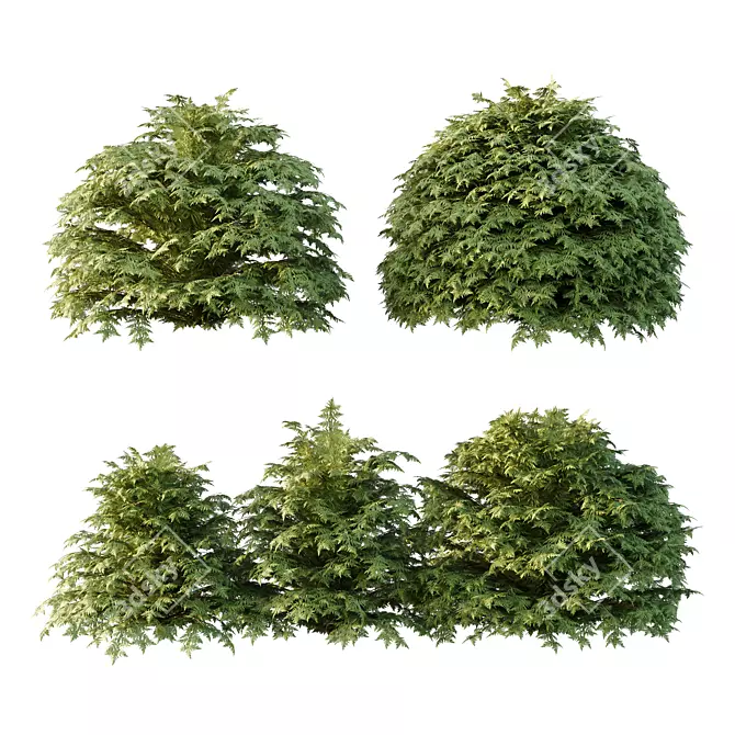 Title: Versatile Cypress Bush 3D Model 3D model image 1