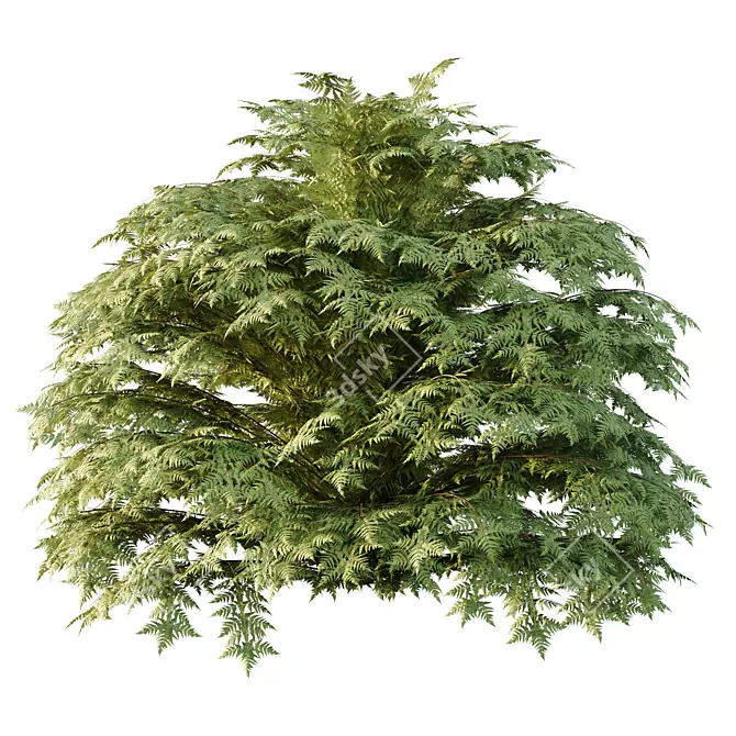 Title: Versatile Cypress Bush 3D Model 3D model image 2