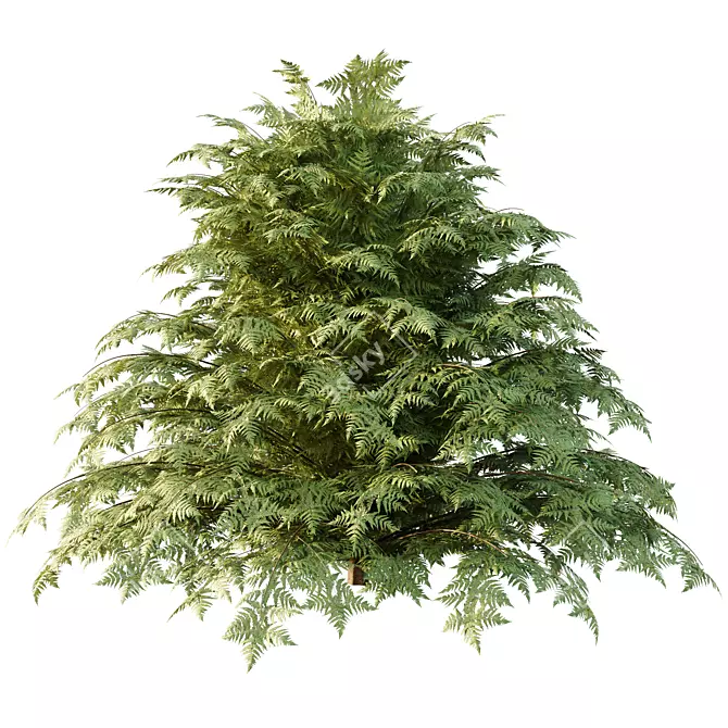 Title: Versatile Cypress Bush 3D Model 3D model image 3