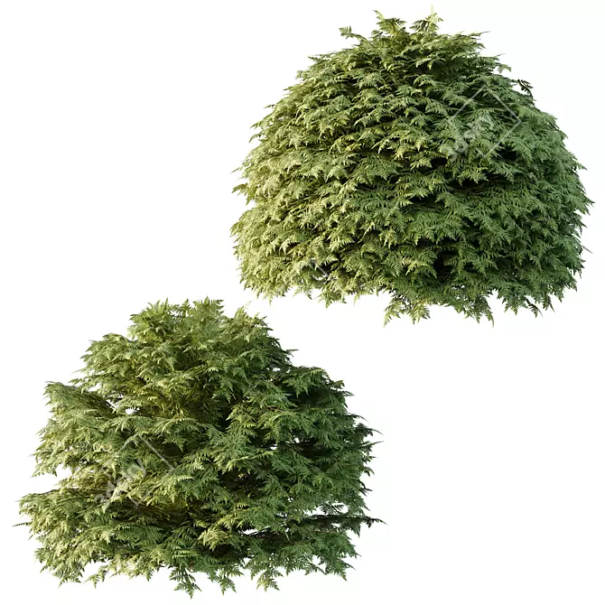 Title: Versatile Cypress Bush 3D Model 3D model image 5