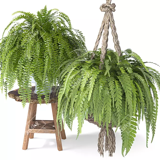 Botanical Bliss Indoor Plant Set 3D model image 2