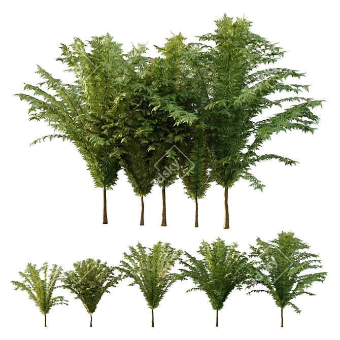 Cypress Bush Collection for 3D 3D model image 1