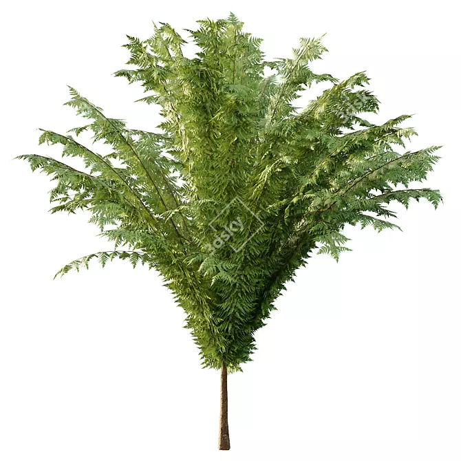 Cypress Bush Collection for 3D 3D model image 2