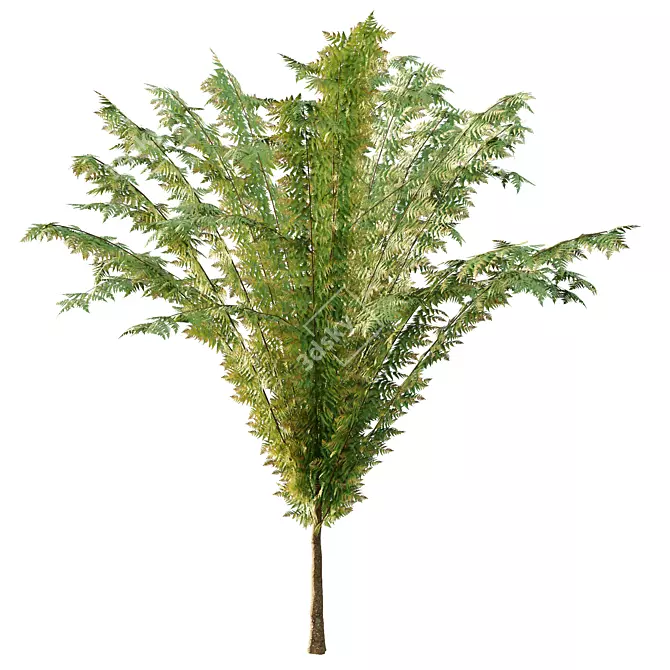 Cypress Bush Collection for 3D 3D model image 3