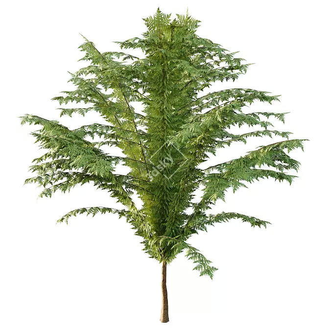 Cypress Bush Collection for 3D 3D model image 4