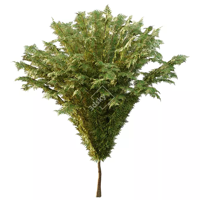 Cypress Bush Collection for 3D 3D model image 5