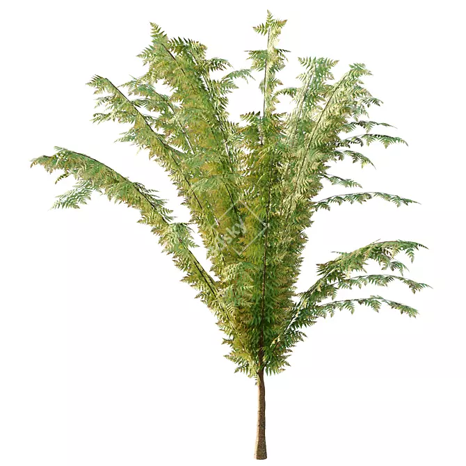 Cypress Bush Collection for 3D 3D model image 6