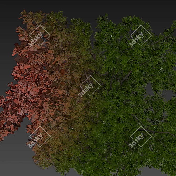 Premium Texture Sclerocarya Birrea Plant 3D model image 7