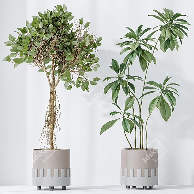 Indoor Plants Set 3D Models 3D model image 4