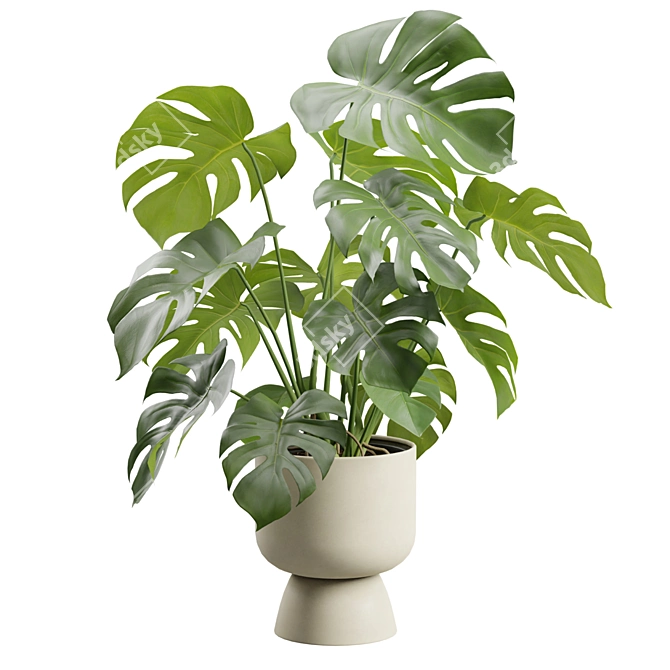 Tropical Monstera Deliciosa Beige Planter 3D model image 4