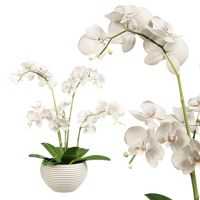 Indoor Orchid Plant in Pot 3D model image 4