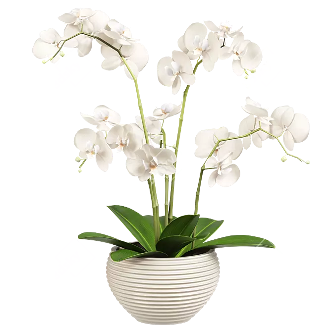 Indoor Orchid Plant in Pot 3D model image 2