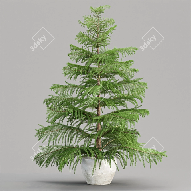 Evergreen Norfolk Pine Vol 33 3D model image 2