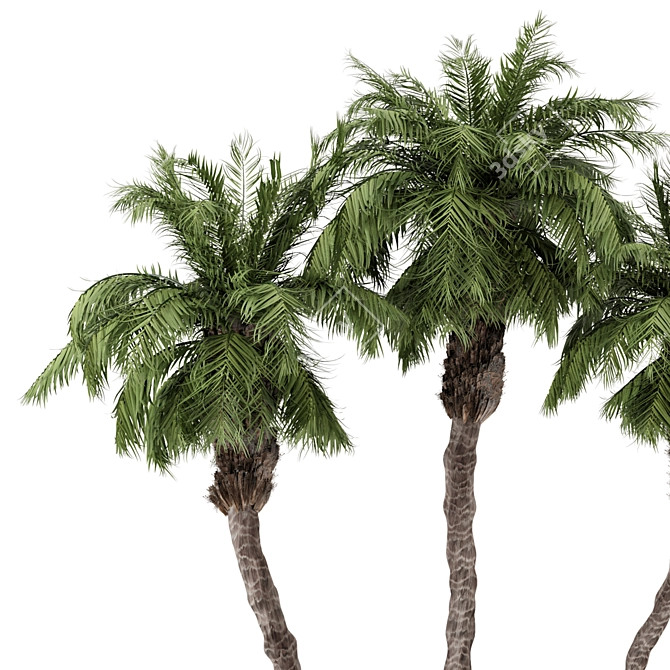 Palm Tree Plants Set 2378 3D model image 4