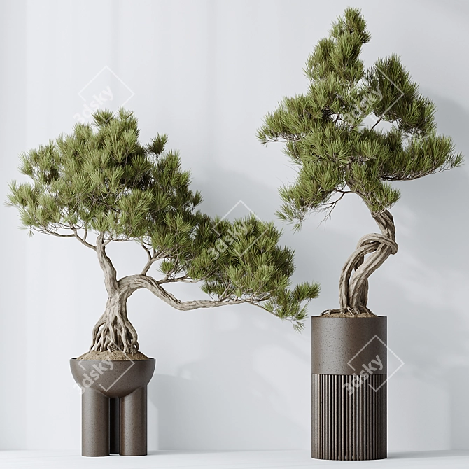  Bonsai Pine Thunbergii Set 3D model image 2