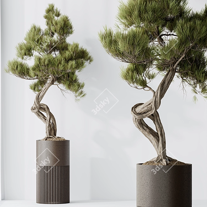  Bonsai Pine Thunbergii Set 3D model image 4