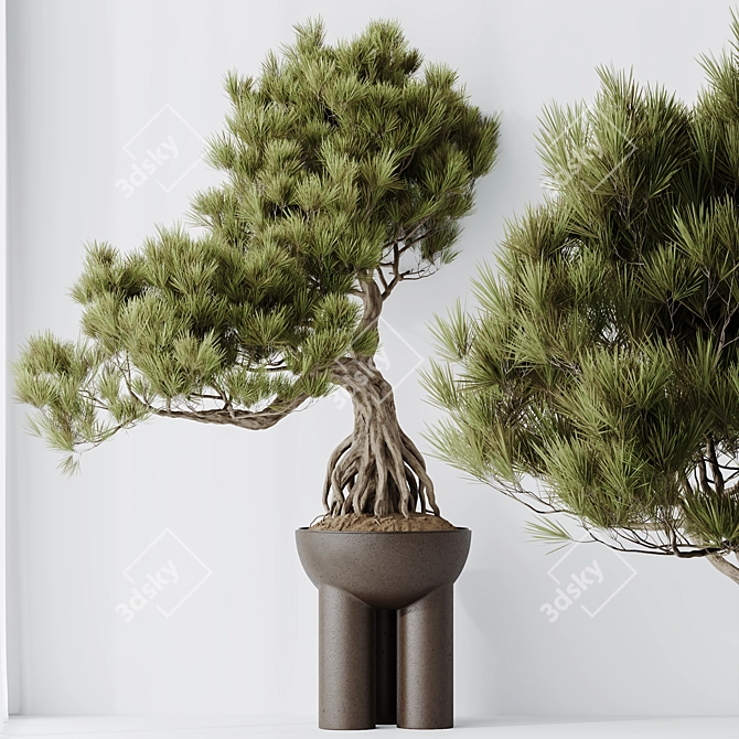  Bonsai Pine Thunbergii Set 3D model image 5