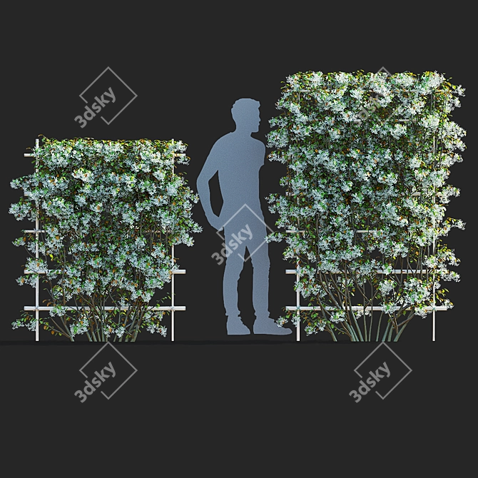 Flowering Amelanchier Lamarckii Trees 3D model image 4