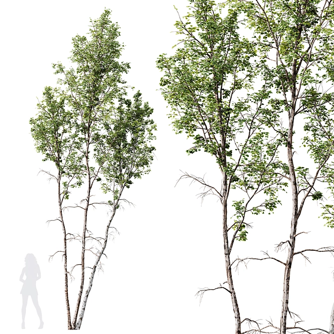 Betula Pendula 3D Tree Bundle 3D model image 4