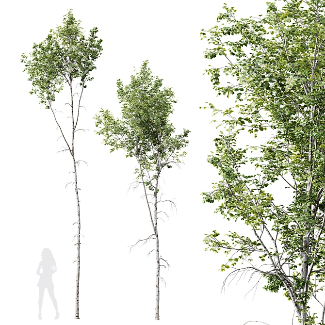 Betula Pendula 3D Tree Bundle 3D model image 5