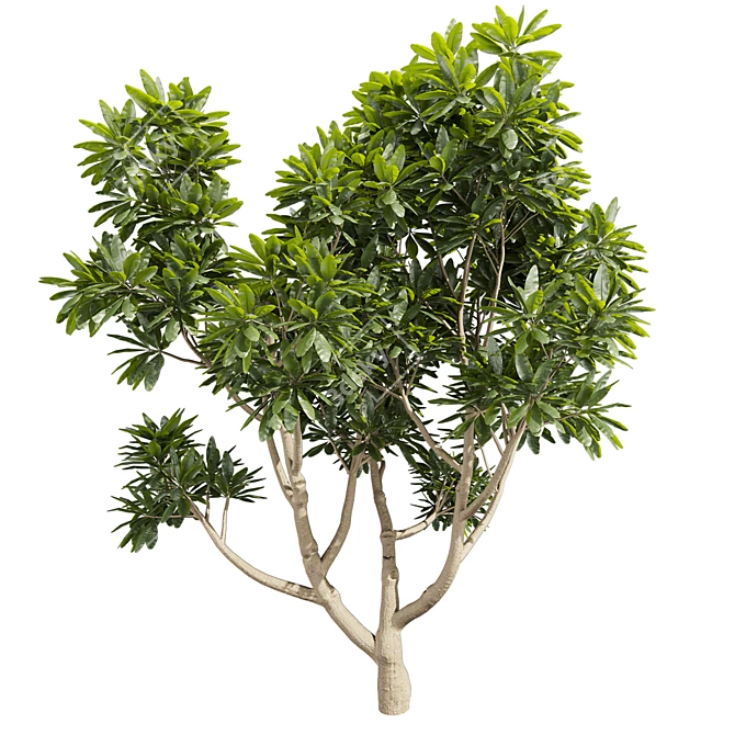 Plumeria Obtusa Tree 3D Model 3D model image 2