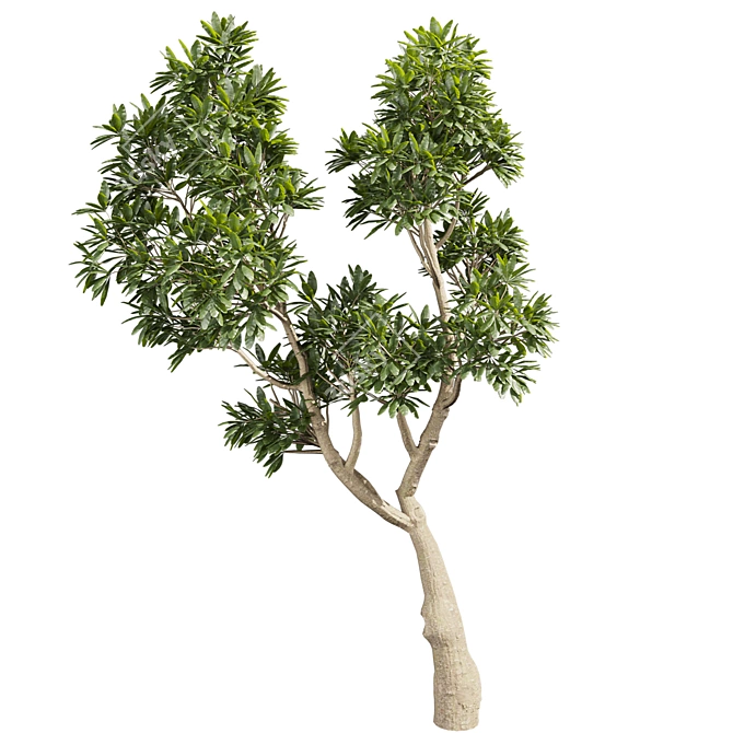 Plumeria Obtusa Tree 3D Model 3D model image 4