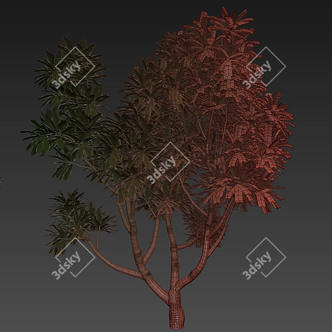 Plumeria Obtusa Tree 3D Model 3D model image 7