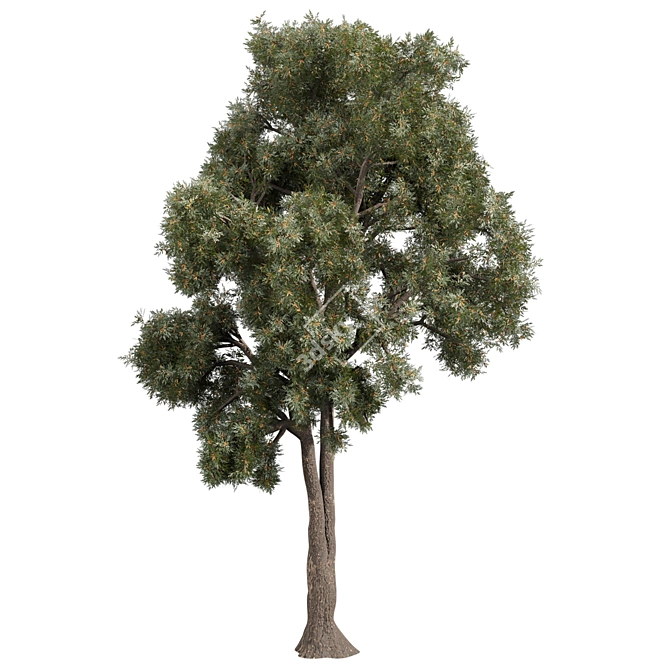 High-Quality Collection Eucalyptus Tree 3D model image 2