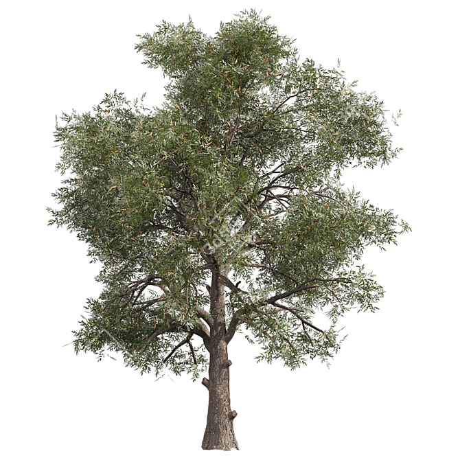 High-Quality Collection Eucalyptus Tree 3D model image 4