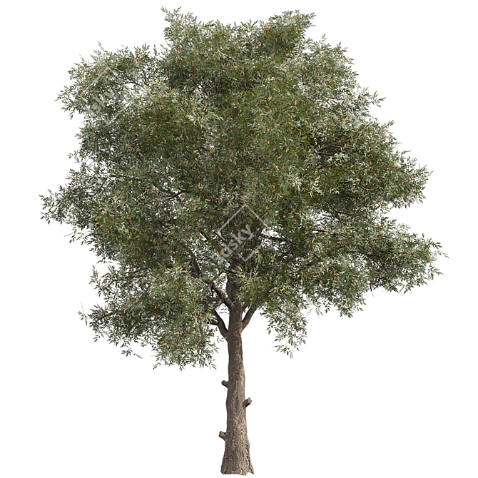 High-Quality Collection Eucalyptus Tree 3D model image 5