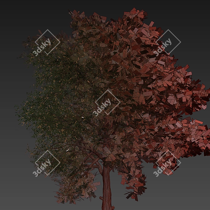 High-Quality Collection Eucalyptus Tree 3D model image 7