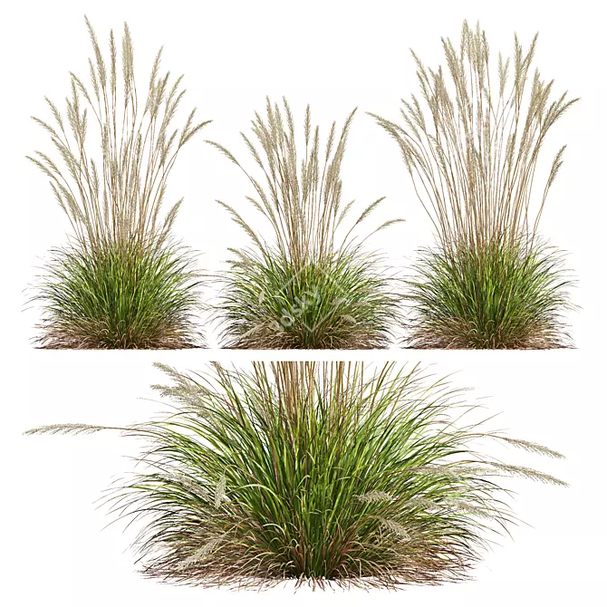 Grass Varieties 3D Models Bundle 3D model image 2