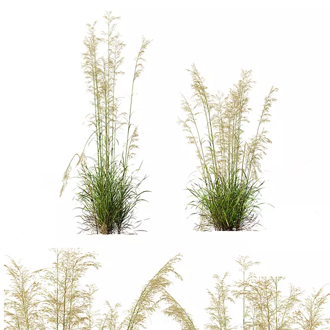 Grass Varieties 3D Models Bundle 3D model image 3