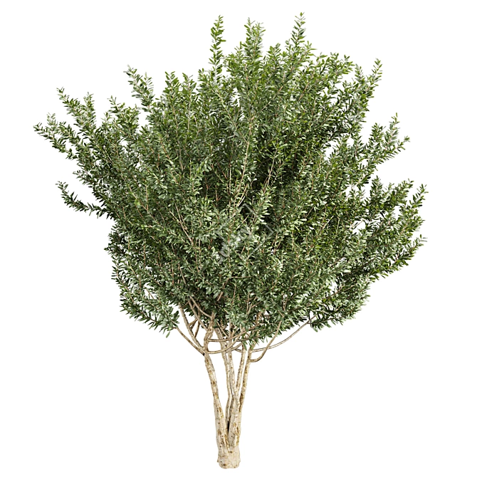 Premium Eucalyptus Lehmannii Tree Model 3D model image 2