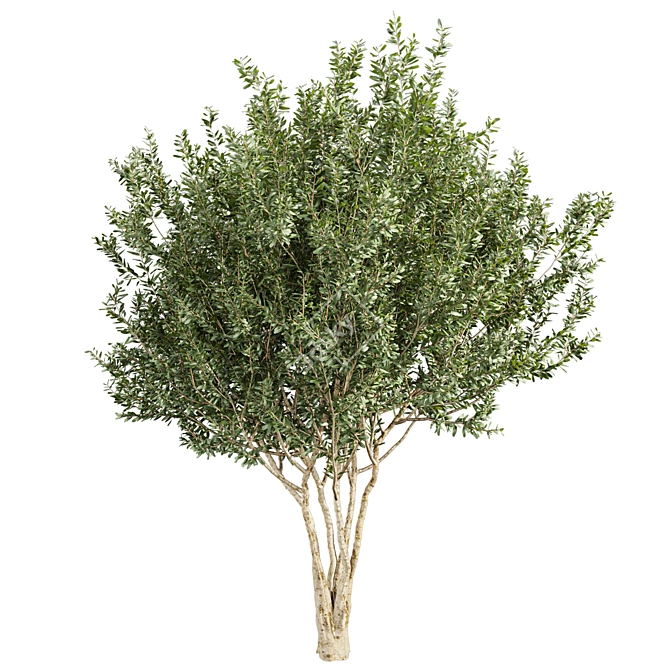 Premium Eucalyptus Lehmannii Tree Model 3D model image 3