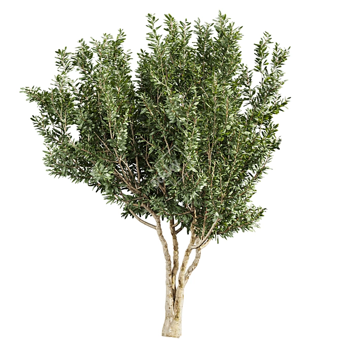 Premium Eucalyptus Lehmannii Tree Model 3D model image 4