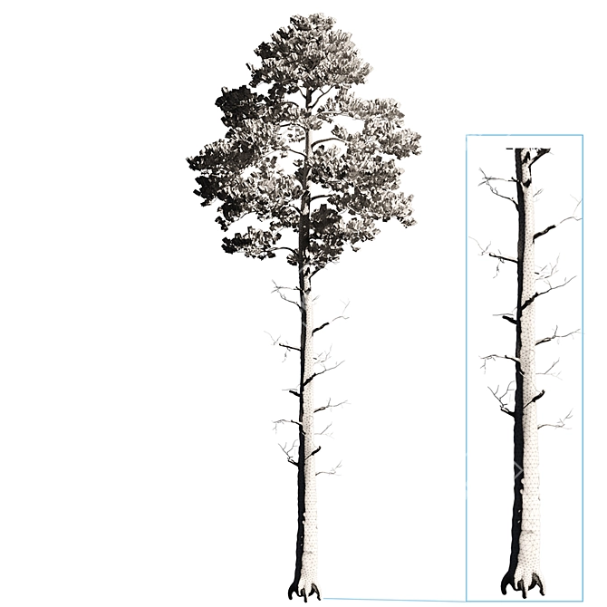 Tall Pinus 9 Tree Model 3D model image 3