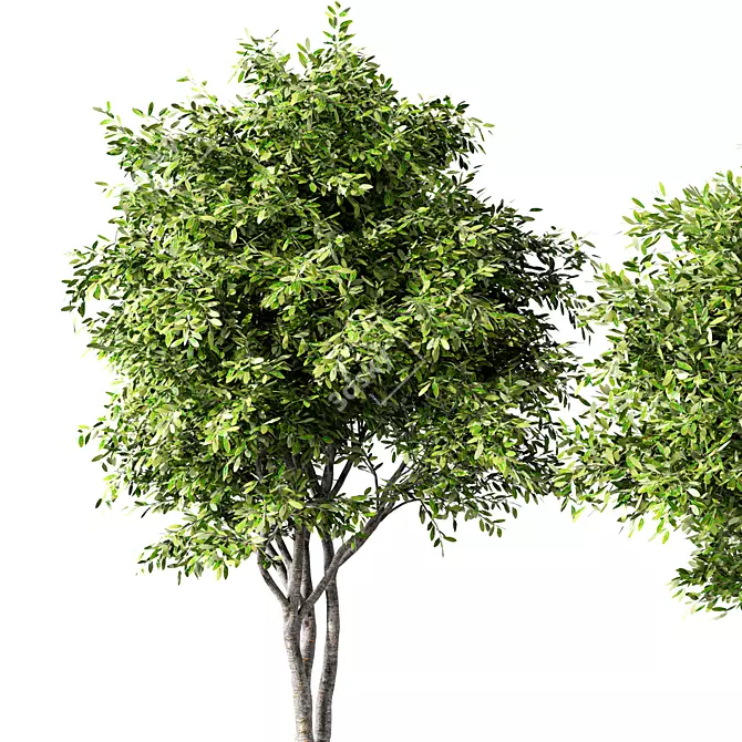 Russian Forest Tree No.124 3D model image 2