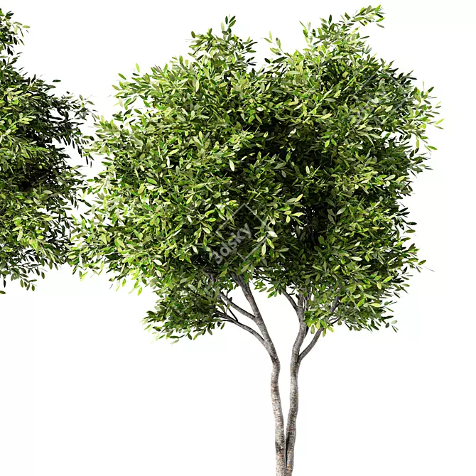 Russian Forest Tree No.124 3D model image 3