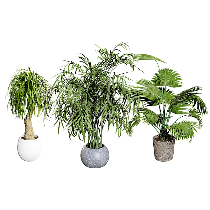 Realistic Indoor Palm Collection 3D model image 1