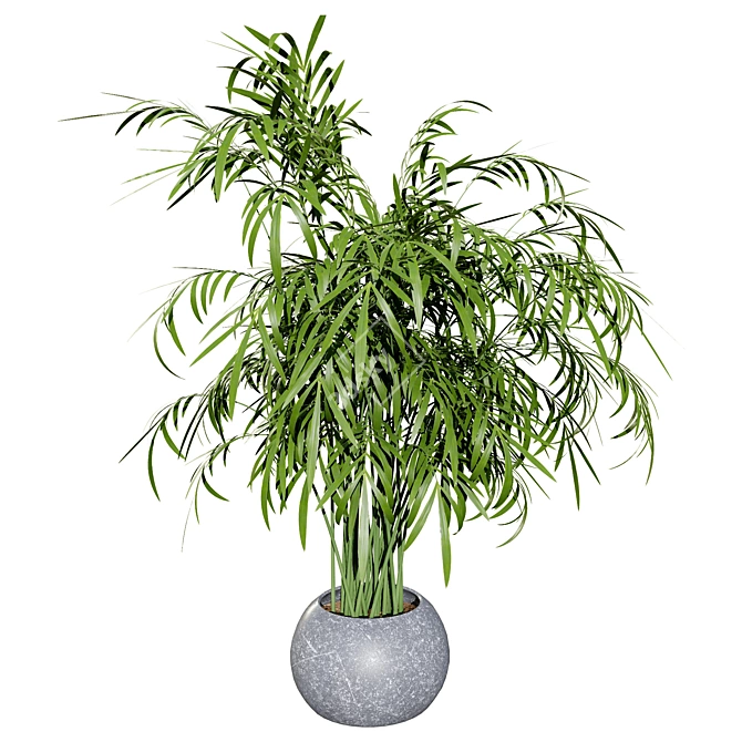 Realistic Indoor Palm Collection 3D model image 2