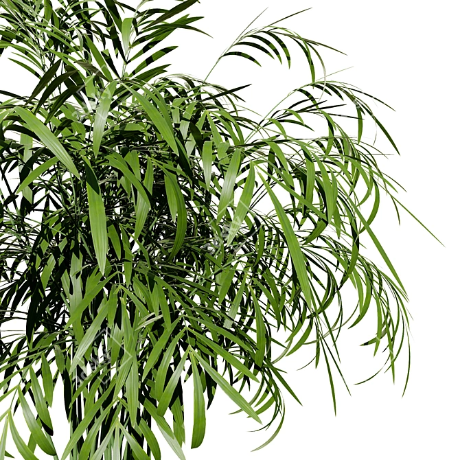 Realistic Indoor Palm Collection 3D model image 3